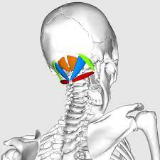 Suboccipital muscles