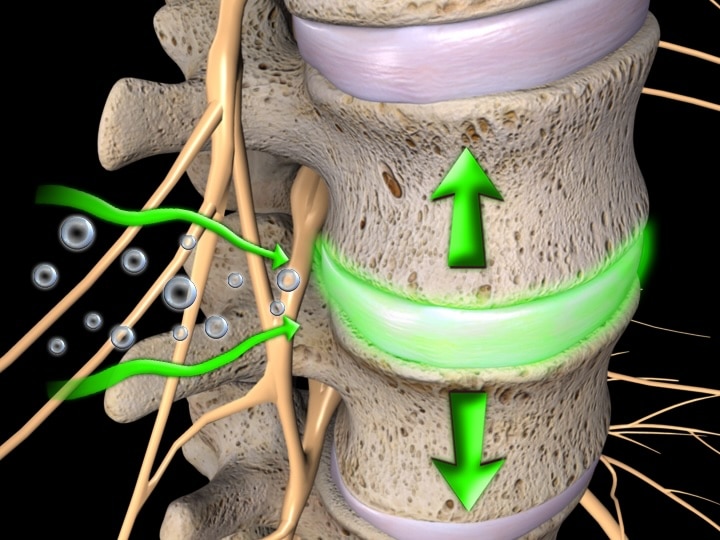 spine.1